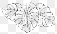 PNG A monstera sketch drawing doodle.