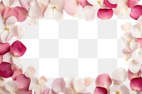 PNG Flower petal backgrounds plant freshness.