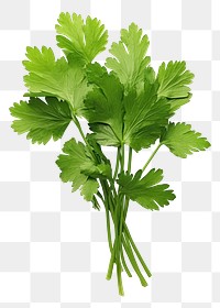 PNG Green coriander leaves parsley plant herbs.