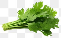 PNG Green coriander parsley plant herbs.