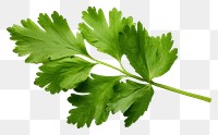 PNG Solitary coriander leave parsley plant herbs.