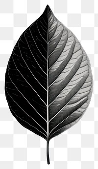 PNG Mind bending flat line illusion poster of a leaf plant black monochrome.
