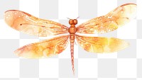 PNG Orange dragonfly insect animal.