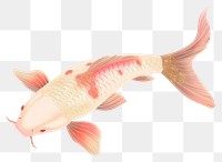 PNG Koi fish straight face animal white background underwater.