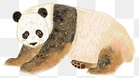 PNG Panda wildlife animal mammal.