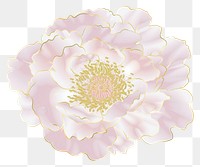 PNG Peony chinese flower petal plant white.