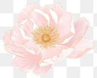 PNG Peony chinese flower petal plant white background.