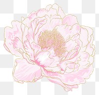PNG Peony chinese flower drawing sketch plant.