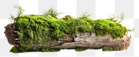 PNG Fresh green moss on rotten trunk plant tree outdoors.