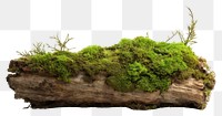 PNG Fresh green moss on rotten trunk plant tree tranquility.