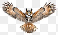 PNG A Great Horned Owl gracefully spreading its wings with talons extended owl animal bird.