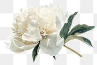 PNG A peony flower plant white rose.