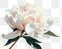 PNG A peony flower blossom plant white.