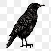 PNG Crow drawing animal bird.