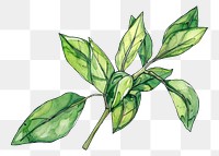 PNG Mint in style pen and ink sketch drawing plant.