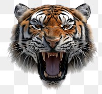 PNG Wild animal face 3d animation wildlife mammal tiger.