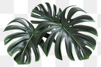 PNG 3d render of tropical leave matte black material plant leaf white background.