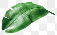 PNG 3d render of banana leaf plant white background freshness.