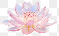PNG Water lily blossom flower petal.