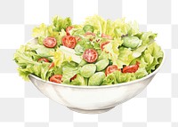 PNG Salad vegetable lettuce plant.