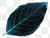 PNG  Glowing wireframe of a leaf nature plant tree.