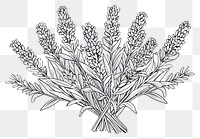 PNG Drawing sketch plant illustrated.