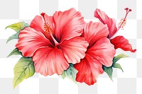 PNG Background hibiscus flower plant inflorescence.
