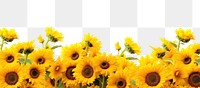 PNG Sunflower field nature backgrounds outdoors.