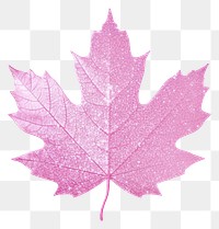 PNG Maple plant leaf tree.