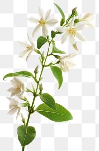 PNG Jasmine blossom flower plant.