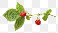 PNG Raspberry with leaves raspberry fruit plant.