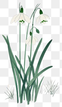 PNG  Japanese wood block print illustration of snowdrop flower plant amaryllidaceae hymenocallis.