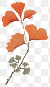 PNG Japanese wood block print illustration of ginkgo leaf flower plant fragility.