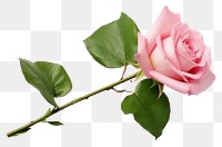 PNG Rose flower plant leaf