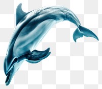 PNG Dolphin in heart shape animal mammal fish.