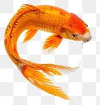 PNG Koi fish in heart shape goldfish animal white background