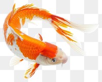 PNG koi fish in heart shape goldfish animal carp.