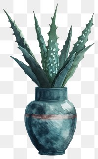 PNG  Vase watercolor aloe plant xanthorrhoeaceae.