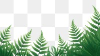 PNG Fern fern backgrounds vegetation.