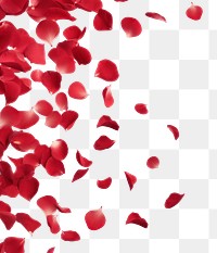 PNG Flying red rose petals backgrounds plant white background