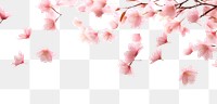 PNG  Sakura petals backgrounds outdoors blossom.