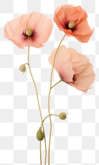 PNG Real pressed poppy flowers plant red inflorescence.