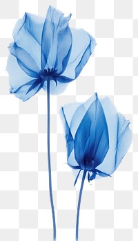 PNG Real pressed blue tulip flowers petal plant inflorescence.