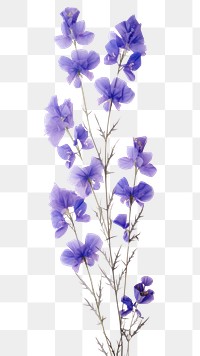 PNG Real pressed larkspur flowers lavender blossom purple.