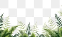 PNG Ferns backgrounds vegetation outdoors.