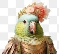 PNG Lovebird animal portrait parrot.