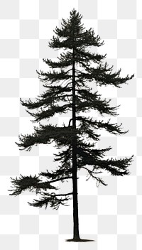 PNG A pine tree plant fir white background
