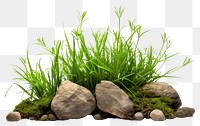 PNG Grass field small plant and stones outdoors nature green