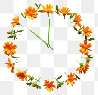PNG Flat flower clock silhouette shape nature plant inflorescence.