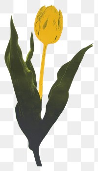 PNG Silkscreen of a tulip nature flower yellow.